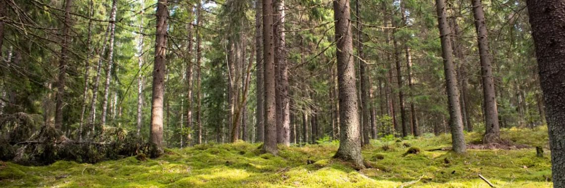 Explore a tranquil forest with lush green moss and towering trees.